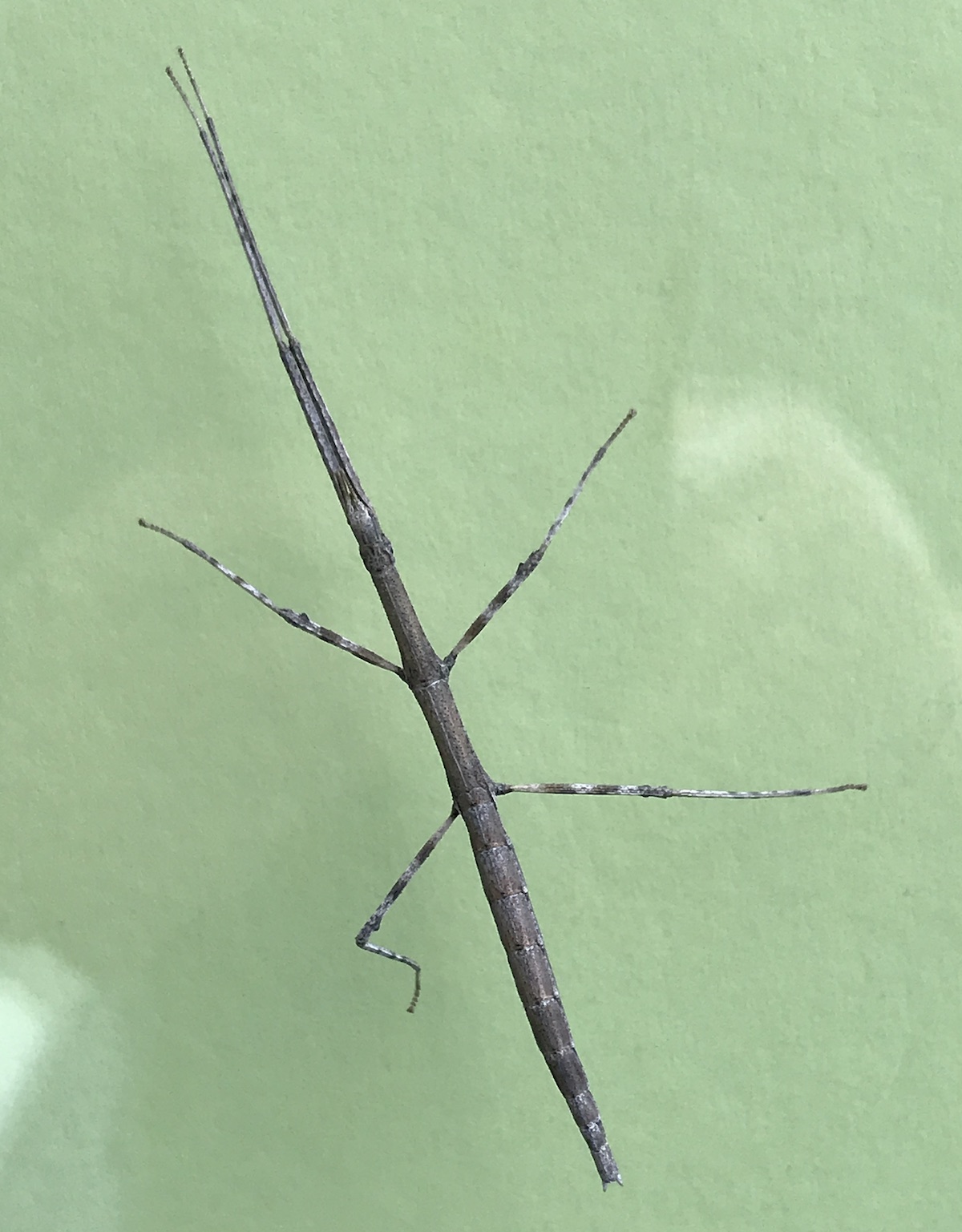 Tegen de schuifpui....